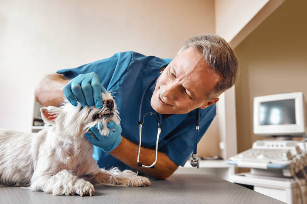Best Emergency Root Canal Treatment in Evanston, IL